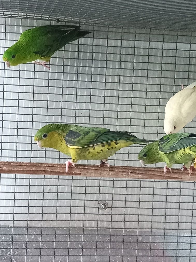 Catarinas para cedência