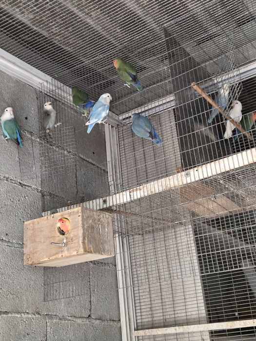 Agapornis Roseicollis