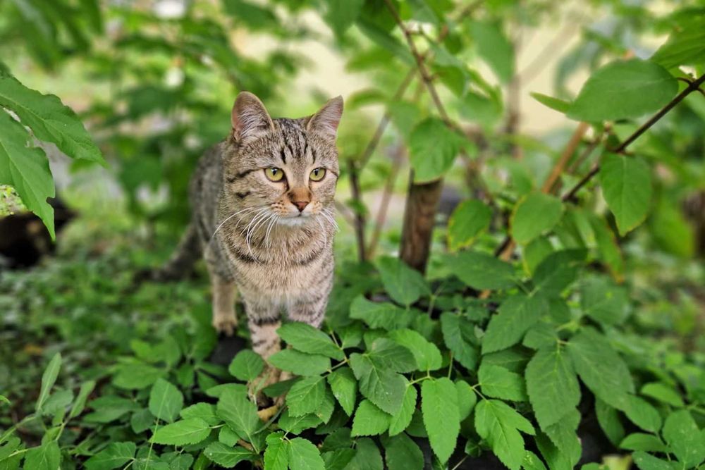 siedzi pod blokiem i błaga o dom :( .Porzucony kot- Lepik