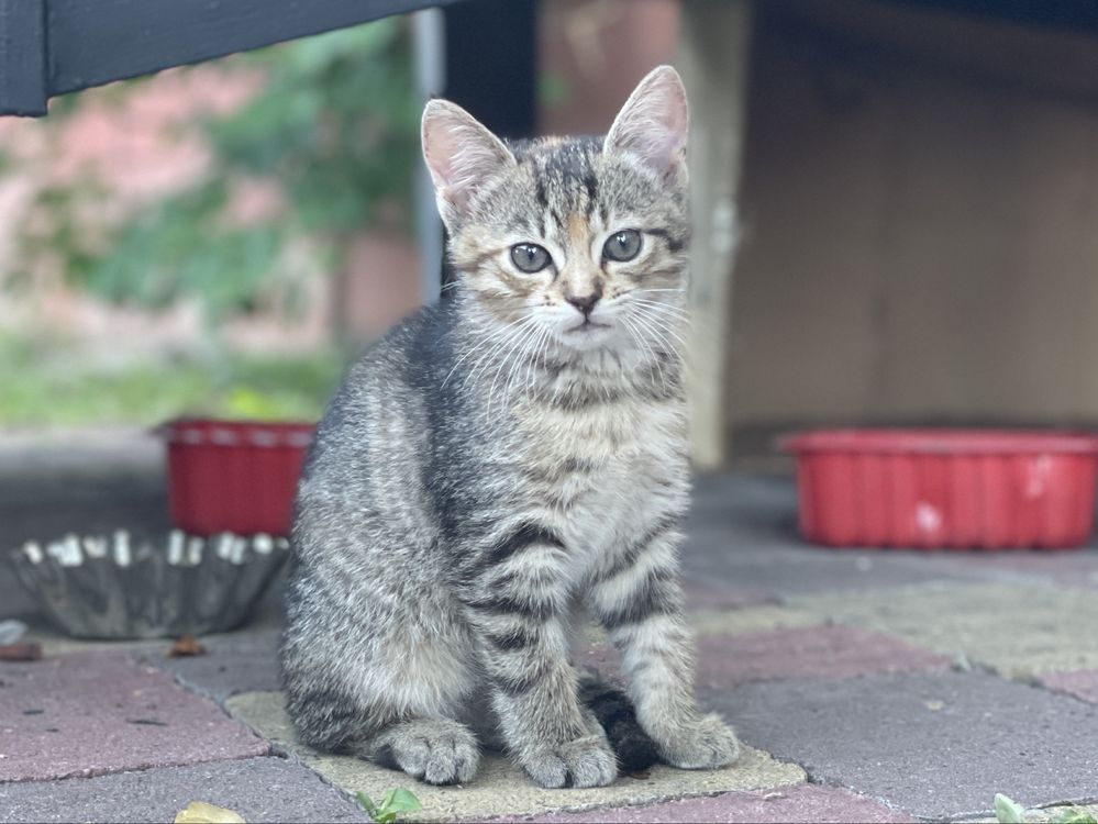 Кошенята шукають сімʼю / віддам