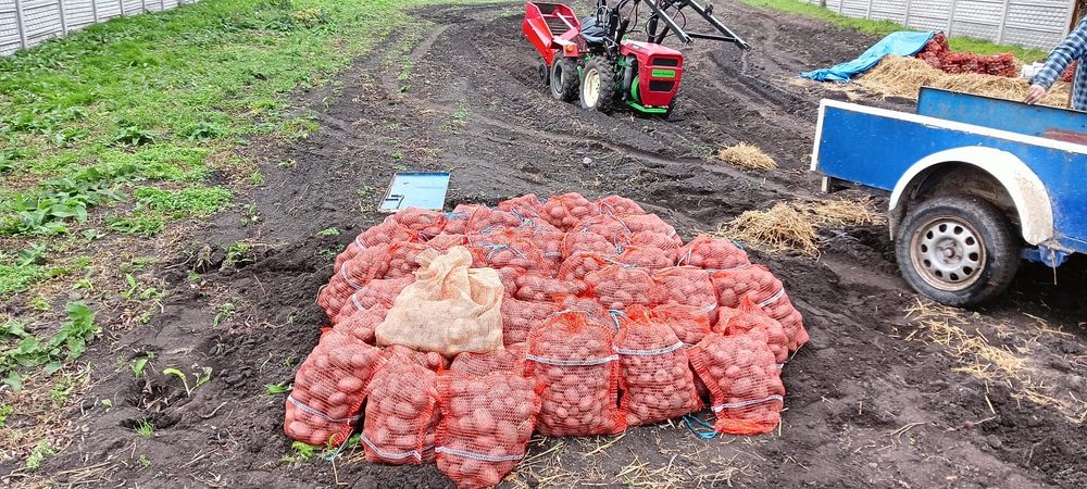 Ziemniaki 15 kg Michalina/ Red Sonia