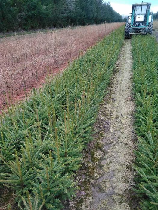 Świerk pospolity 2/2 40 cm - 70 cm