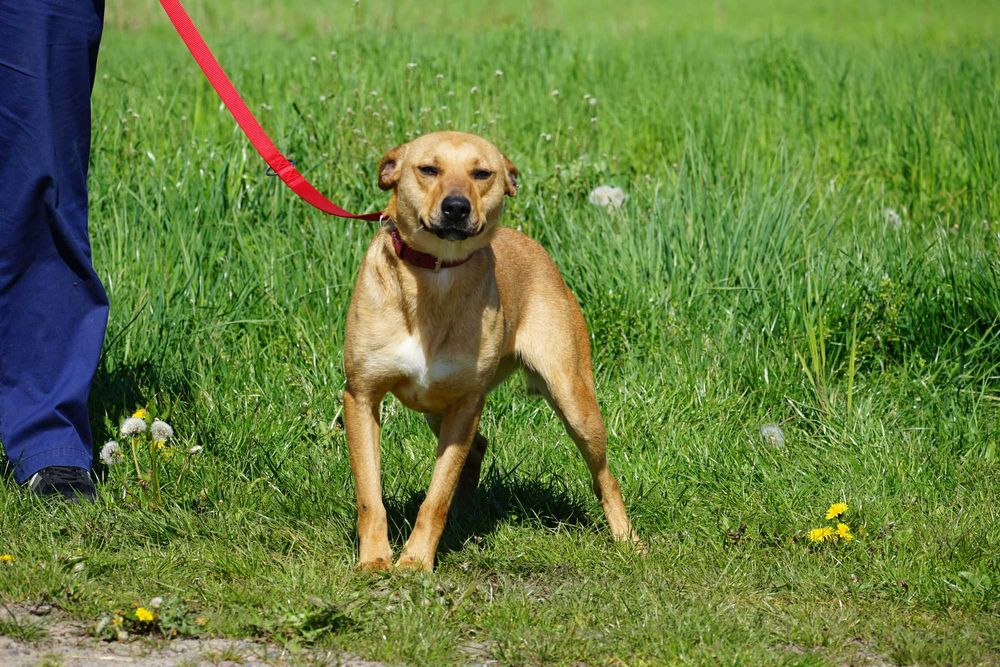 Celka - rewelacyjna sunia szuka domu