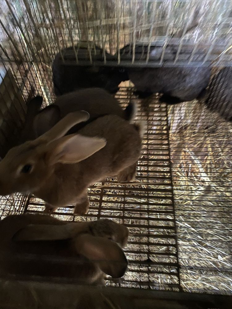 Coelhos caseiros
