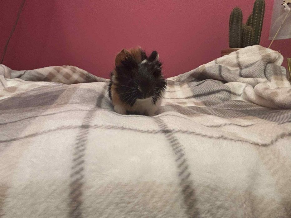 Świnki morskie samce