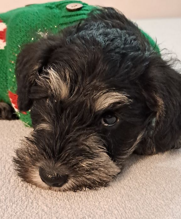 Piesek sznaucer miniaturowy czarno-srebrny