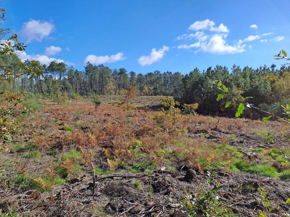 Vendo terreno de pinhal em Decermilo, Sátão, Viseu