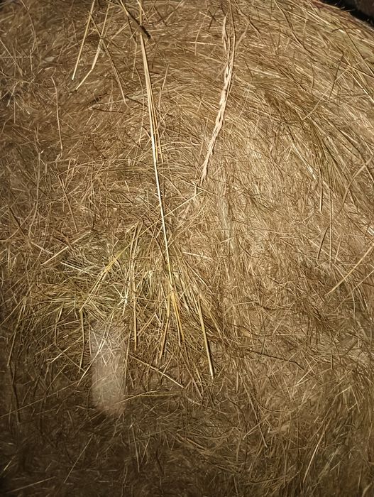 Sprzedam Siano bele120