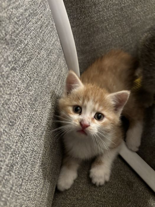 Oddam za darmo  male koty