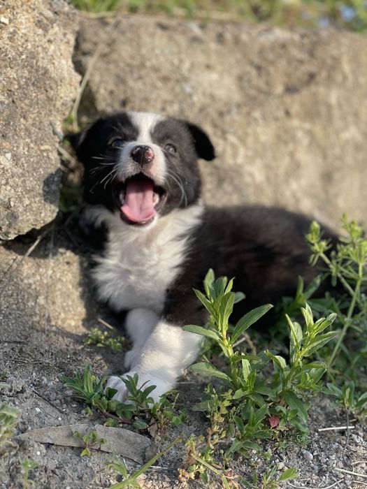 Border Collie TOP