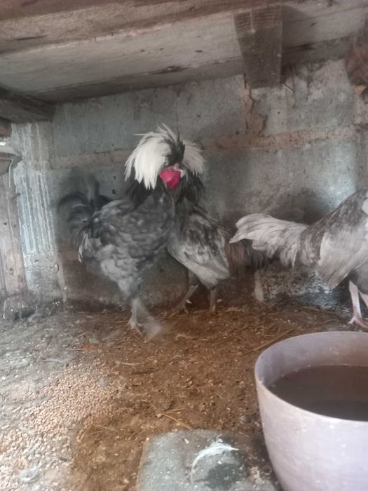 Sprzedam czubatki holenderskie koguta
