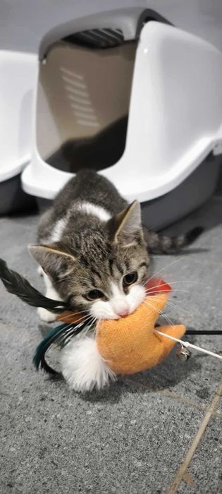 Kociak Leoś do adopcji