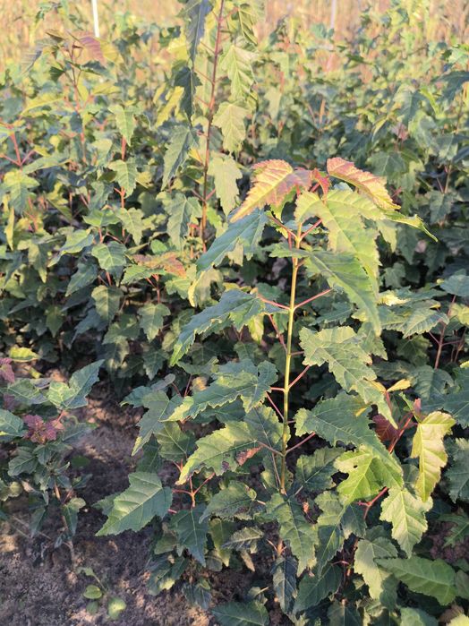 Klon tatarski - Acer tataricum sadzonki