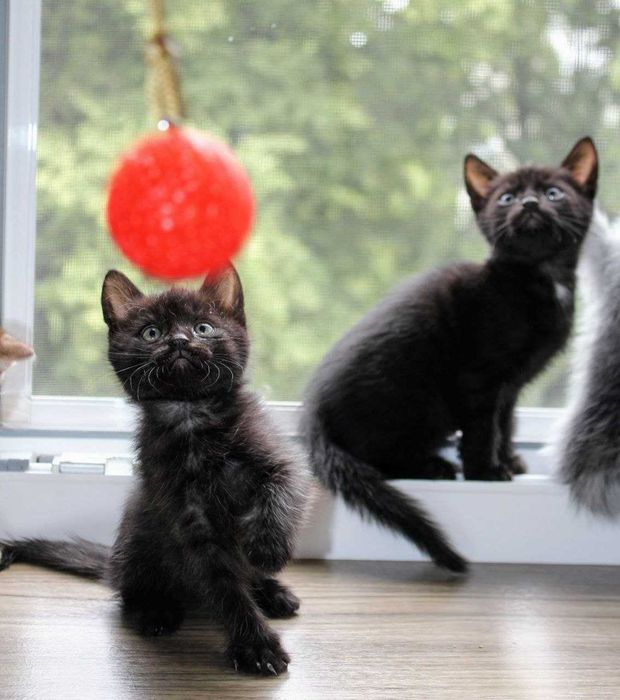 Чудернацькі кошенята Вуглики