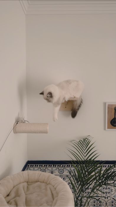 Arranhador para gatos Natural Paradise