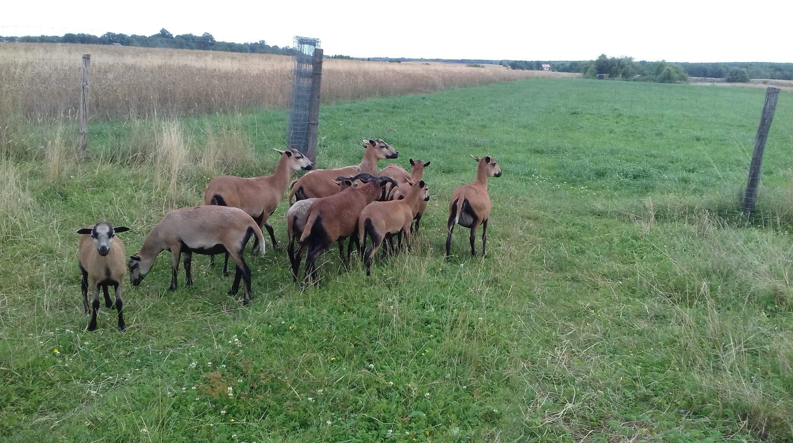 Piękne owieczki kameruńskie