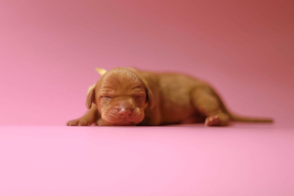 wyżeł węgierski , vizsla , szczenię zkwp/fci