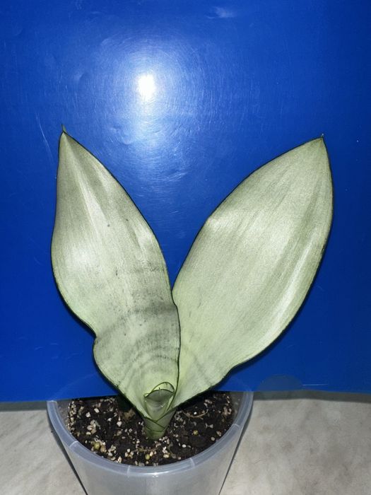 Сансевієрія moonshine Eve Witney Bob