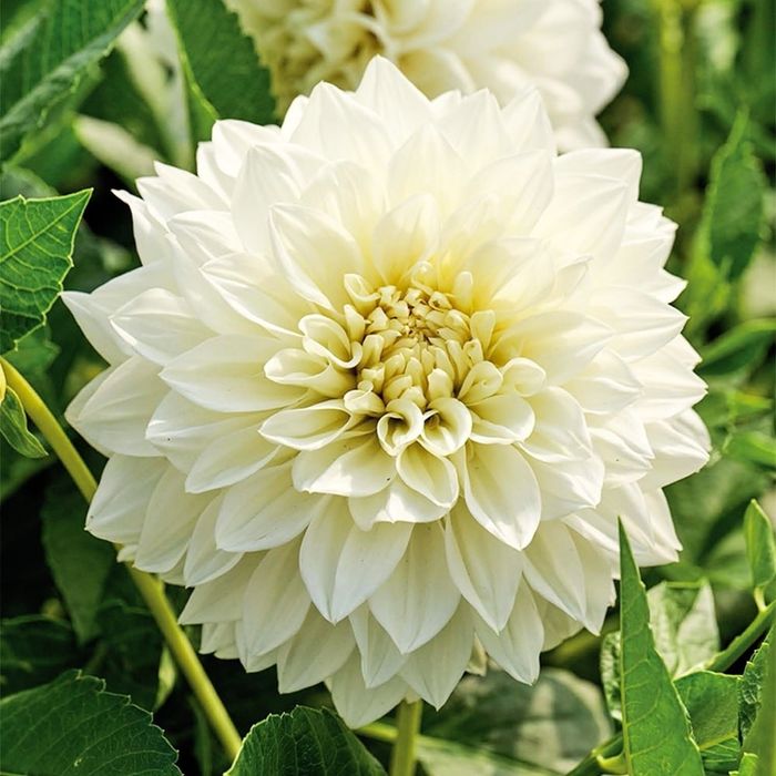 Жоржини білі георгіни