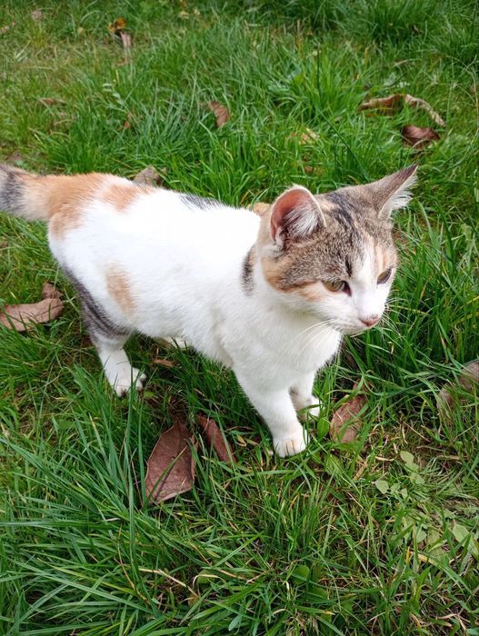 Кошечки в добрые руки