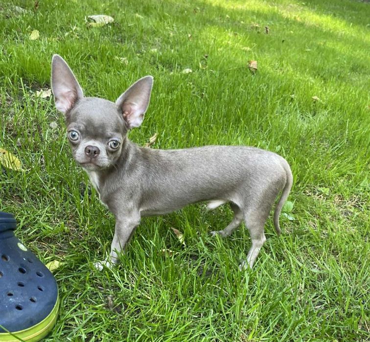 **TIMON**CUDNY liliowo srebrny chłopczyk chihuahua dla konesera rasy**
