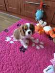 Cavalier King Charles Spaniel ZKwP