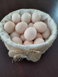 Jajka zielononóżki z transportem