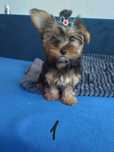 Mini sunia YorkiShire Terrier 4 pokoleniowy rodowód
