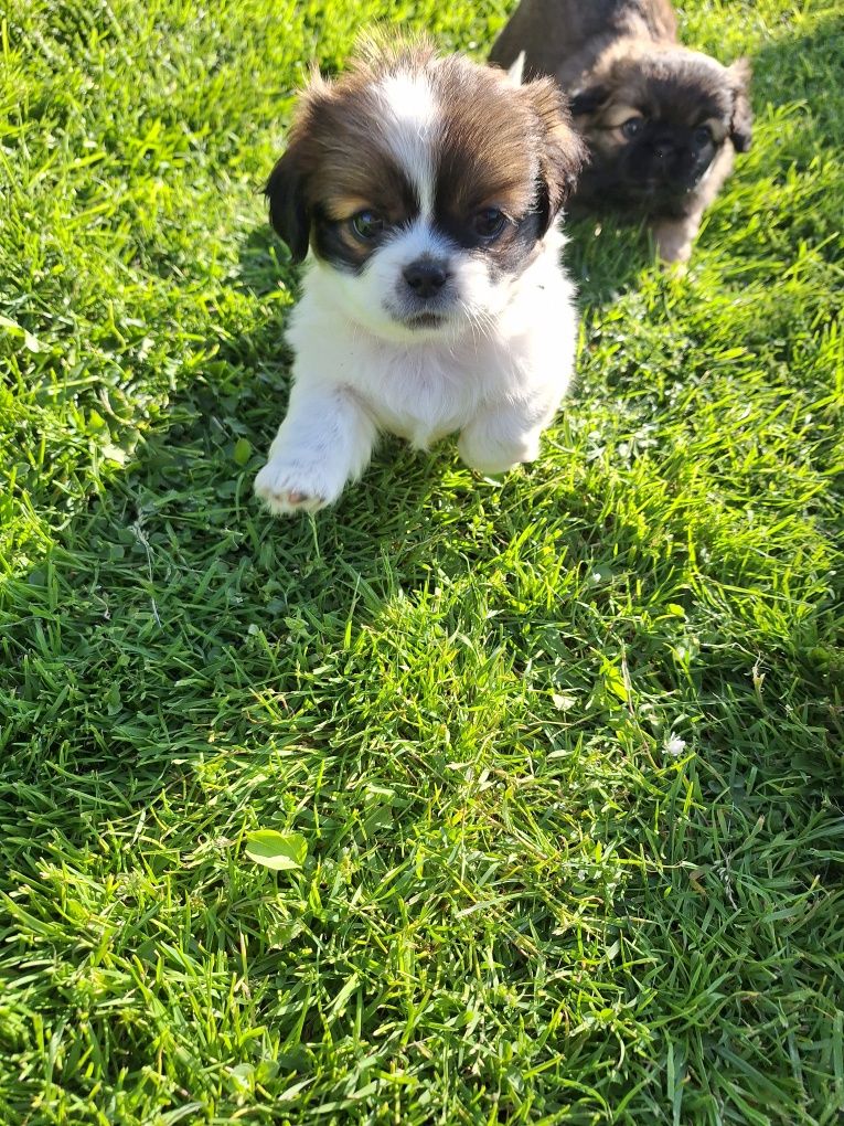 Piękne szczeniaki!!! Zapraszam do rezerwacji! Pekinczyk, nie shih tzu
