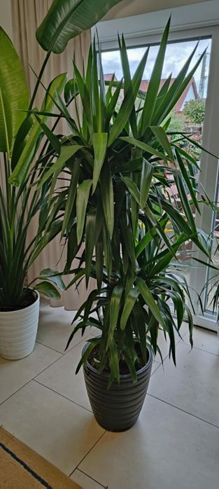 Sprzedam  roslinę Jukę