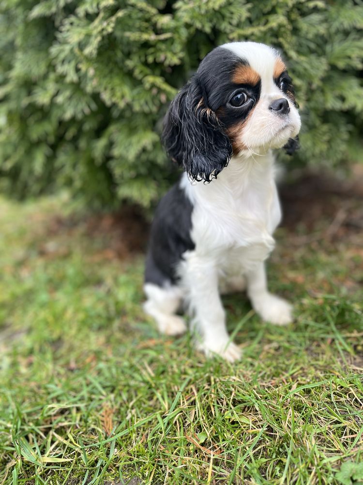 Cavalier King Chales Spaniel