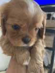 Cavalier King Charles Spaniel suczka