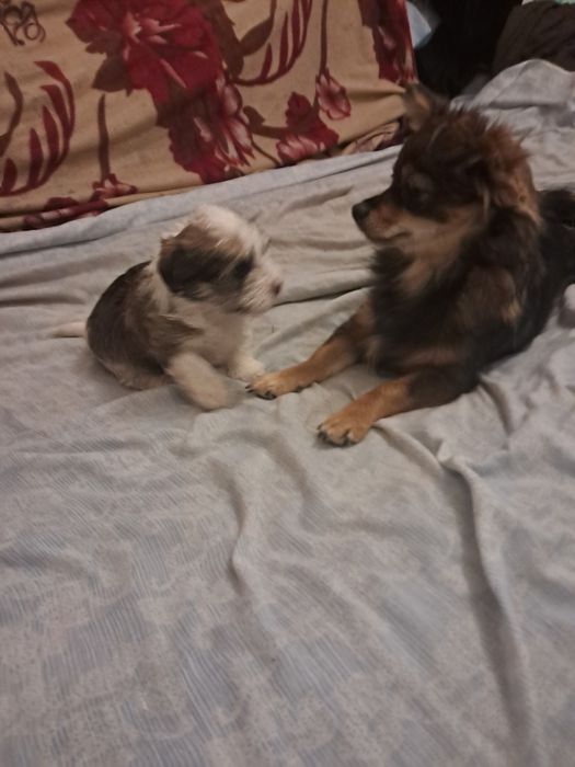 Продаю щенка біберйорка