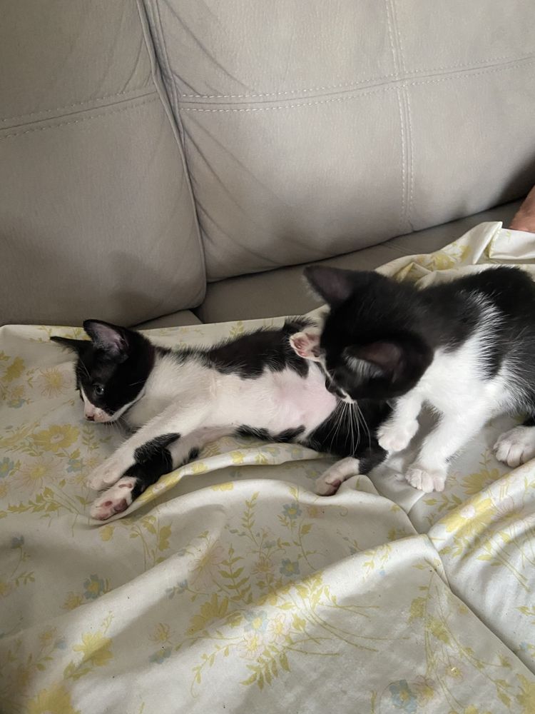 Gatinhos para adoção