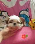 Suczka shih tzu tricolor-gotowa do odbioru.