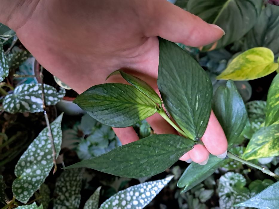Hoja polyneura Hoya cieta