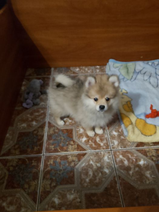 Szpic maly piesek 3 miesiące.