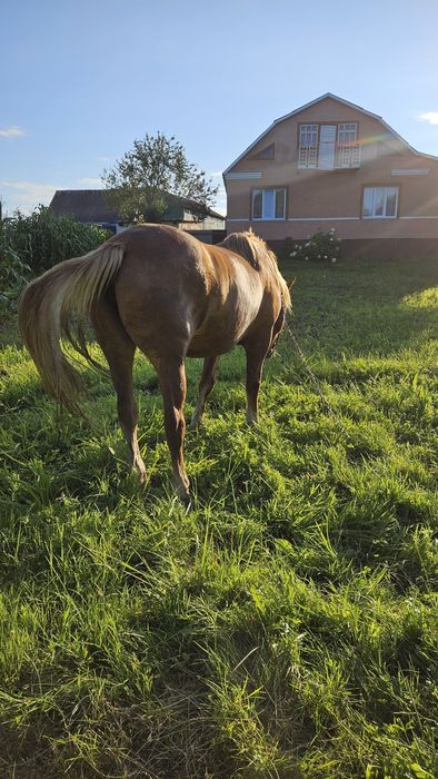 Продам кобилу робить все 15 років