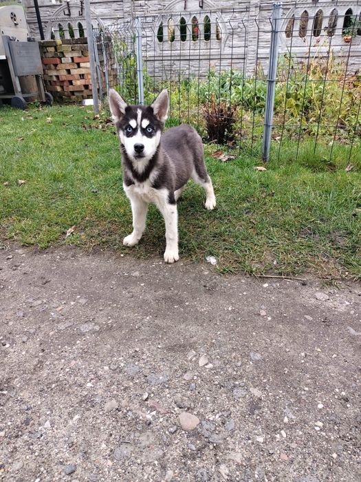 Syberian Husky - Piesek *