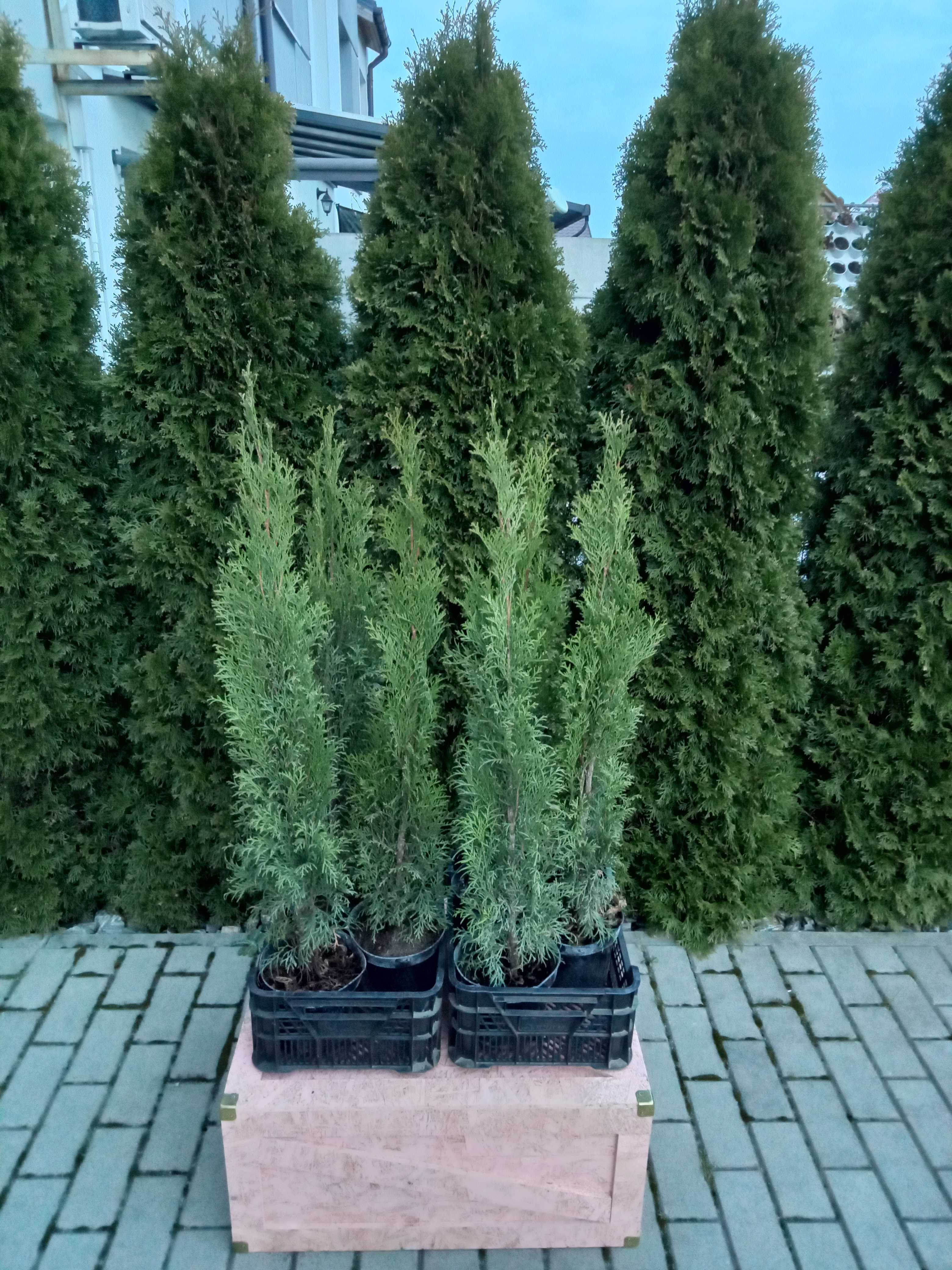 Tuja Szmaragd thuja Smaragd 75 cm w doniczce