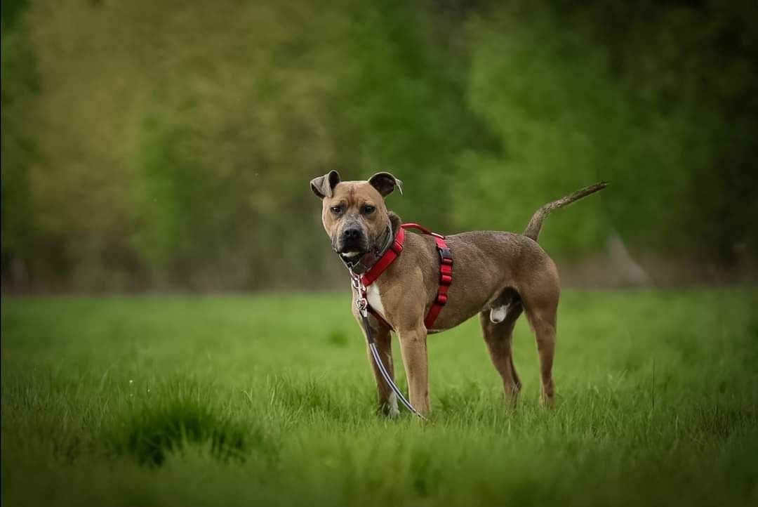 Amstaff Ivo szuka domu