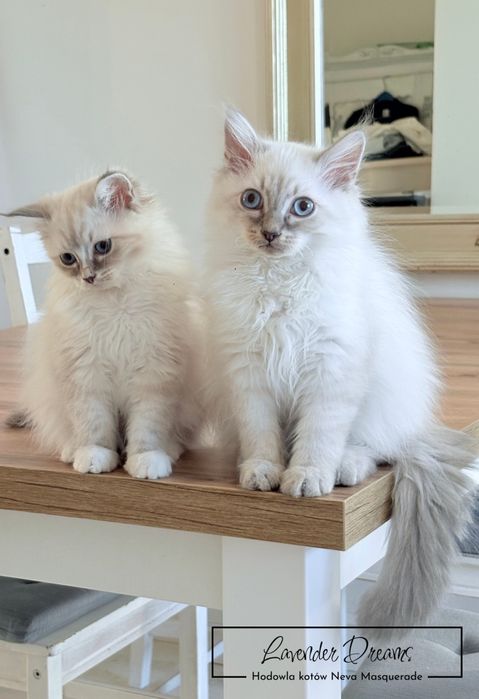 Duny - rodowodowy kocurek Neva Masquerade (Lavender Dreams*PL)