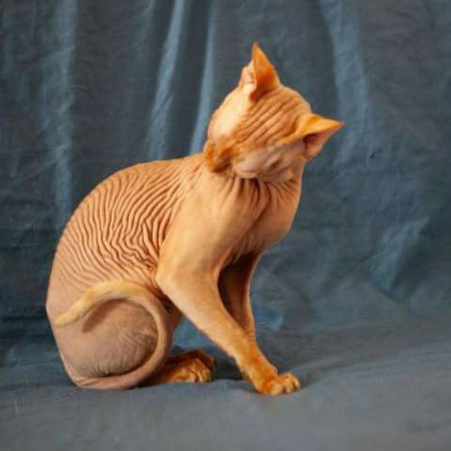Кот сфинкс вязка