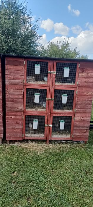 Klata dla królików