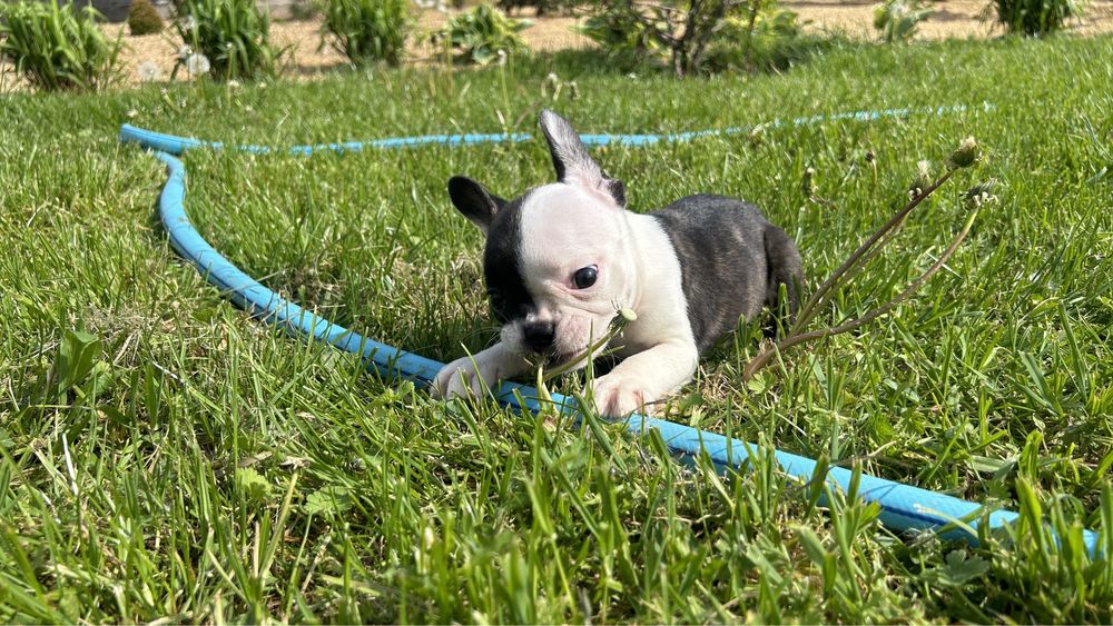 Buldog franciski chlopak Cokolin gotowy do zkiany domu zapraszmay