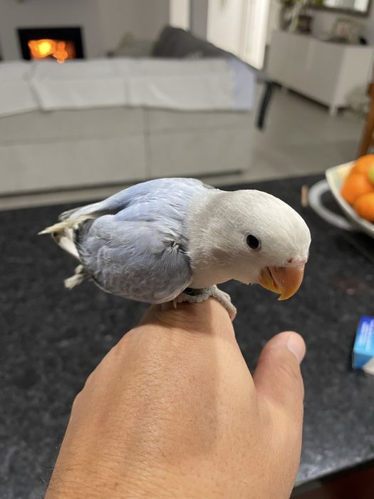 Agapornis roseicollis domesticados/criados à mão