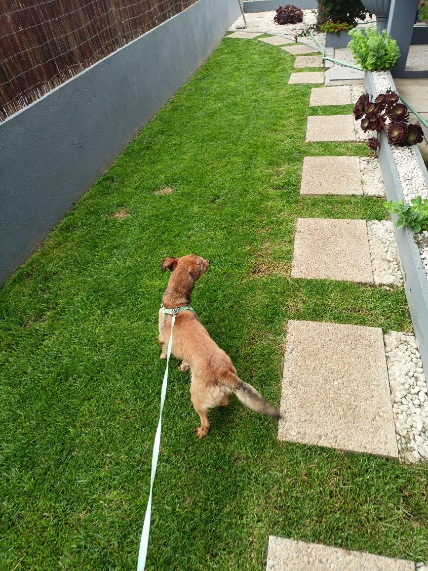Cão jovem e pequeno