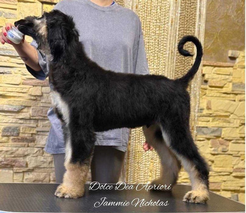 Щенки Афганской  Борзой