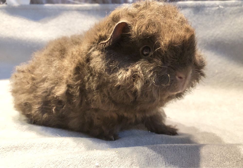 piekna świnka morska merino samiec czekoladowy