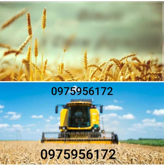 Ячмінь, пшениця, солома, доставка до двору.